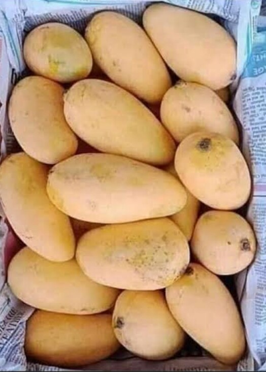 ISLAMABAD: Export of Sindhri mango to China will start from June 10.