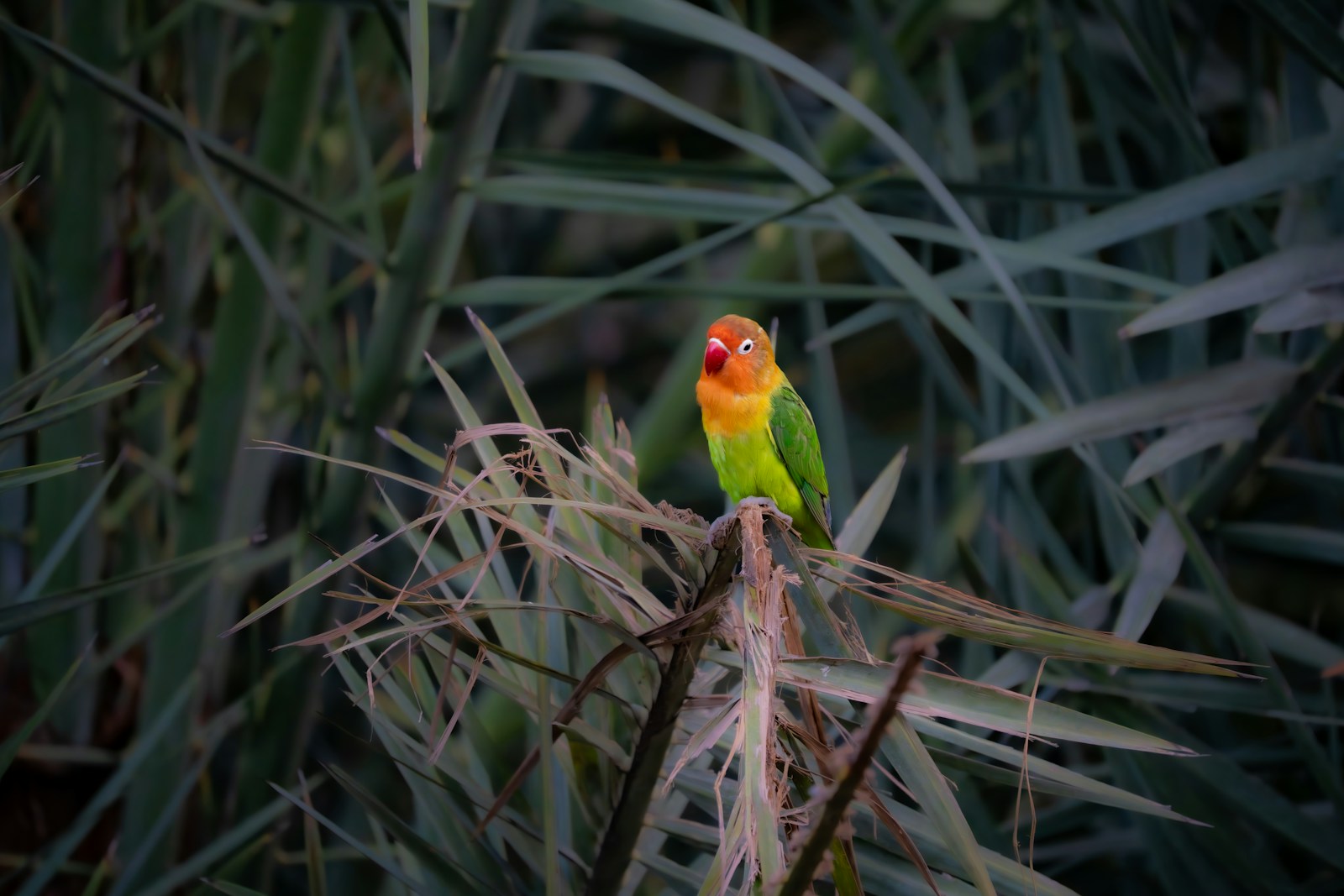 a colorful bird sitting on top of a plant